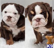 french bulldog puppy posted by Jessica reynolds
